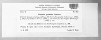 Puccinia graminis image